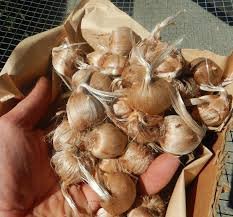 zafran Bulb